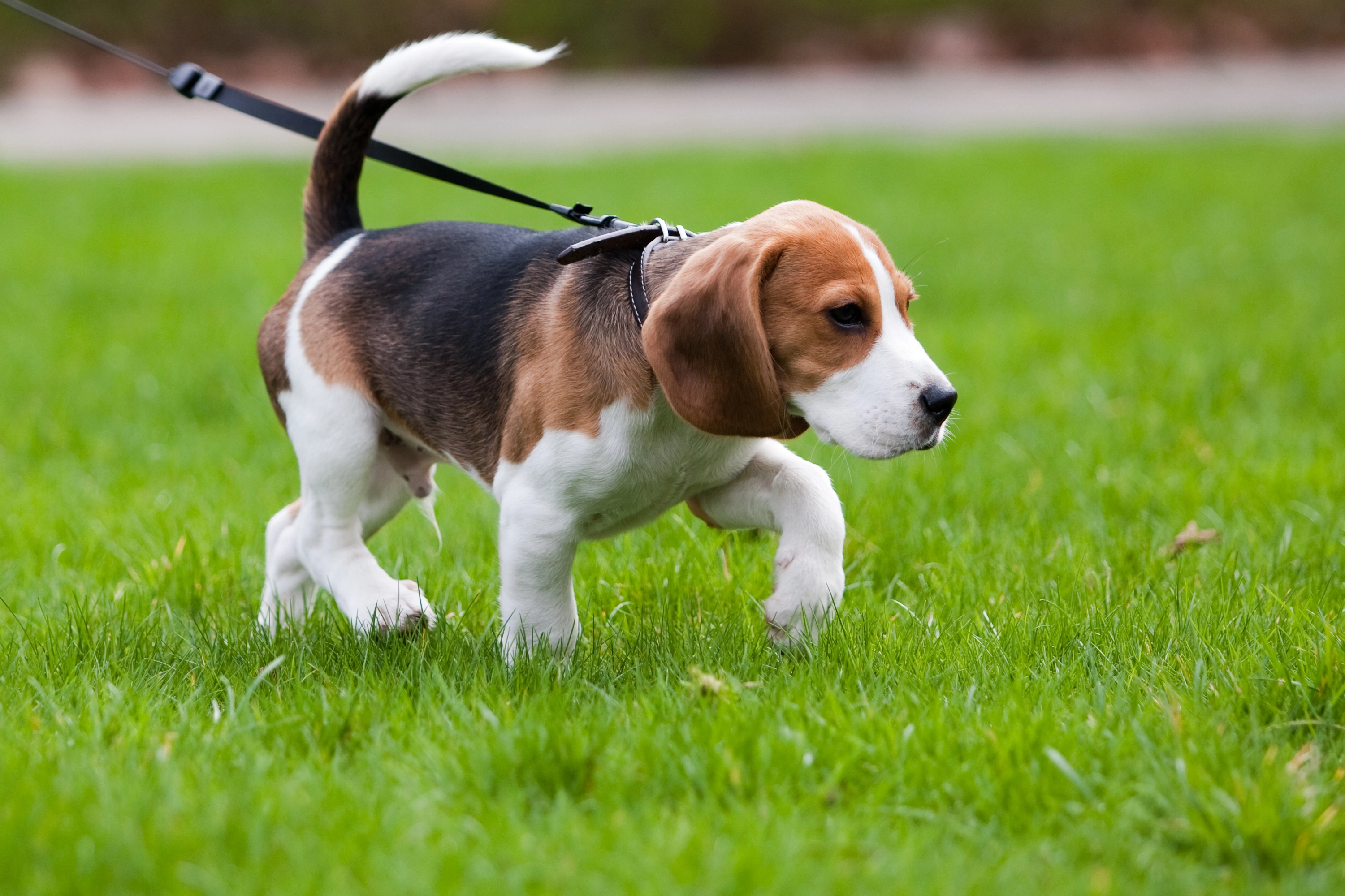 Pupper Plumbing Problems—How to Dog-Proof Your Plumbing